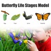 Insects Life Cycle Kit Stages of Insect with Wooden Tray