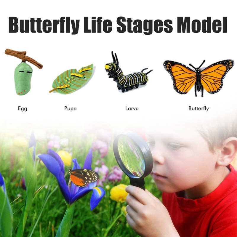 Insects Life Cycle Kit Stages of Insect with Wooden Tray