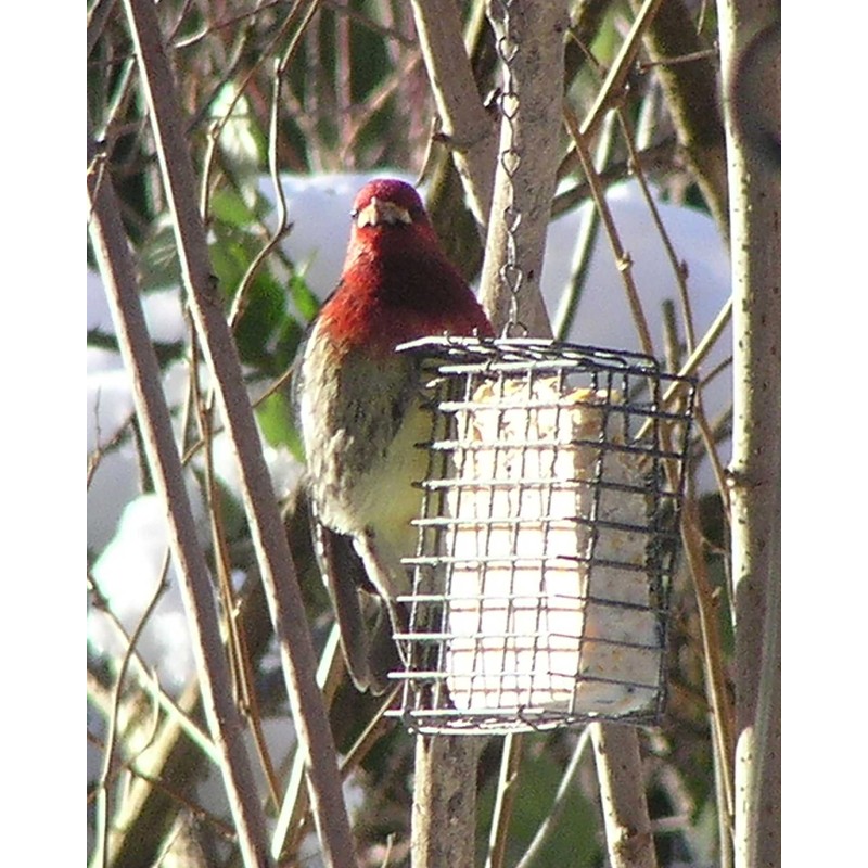 C&S Wild Bird Suet Basket, 1.5" D x 4.5" W