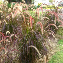 Red Fountain Grass | 2 Extra Large 3 Gallon Plants | Pennisetum Setaceum Rubrum | Vibrant Landscape Feature | Striking Color Contrast | Full Sun Perennial Ornamental Grass