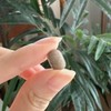 Coen 300 Seconds Phyto BlockCoen 300 Seconds Doctor Phyto Phyto