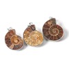 BOGEEL Natural Ammonite s Pendant Jewelry Silver Tone Ammonite s