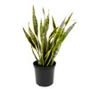 American Plant Exchange Snake Plant – Large 10-Inch Pot Yellow