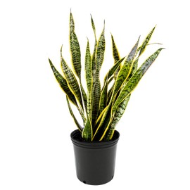 American Plant Exchange Snake Plant – Large 10-Inch Pot Yellow Sansevieria Laurentii, 2-3ft Tall, Low-Maintenance, Air-Purifying Live Houseplant for Home, Office, or Outdoor Patio Garden Décor