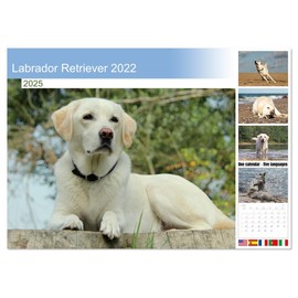 Labrador Retriever 2022 (Monthly Wall Calendar 2025 11.7" x 16.5" (open)), CALVENDO 14 Month Calendar