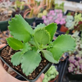 USKC Live Kalanchoe Plants (4" Pot Kalanchoe daigremontiana 'Mother of Thousands')