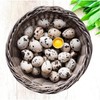 FARM FRESH Quail Eggs *Laid in the U.S.* Hormone Free;