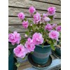 Mixed Impatiens Balsamina Balsam Seeds Camelia Impatiens Seeds Double Flower