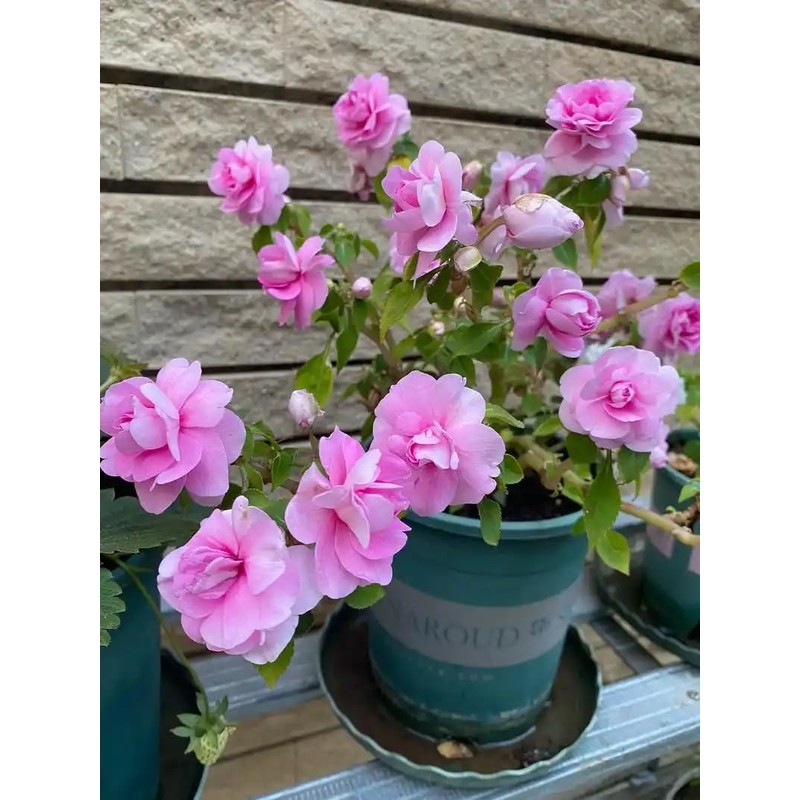 Mixed Impatiens Balsamina Balsam Seeds Camelia Impatiens Seeds Double Flower