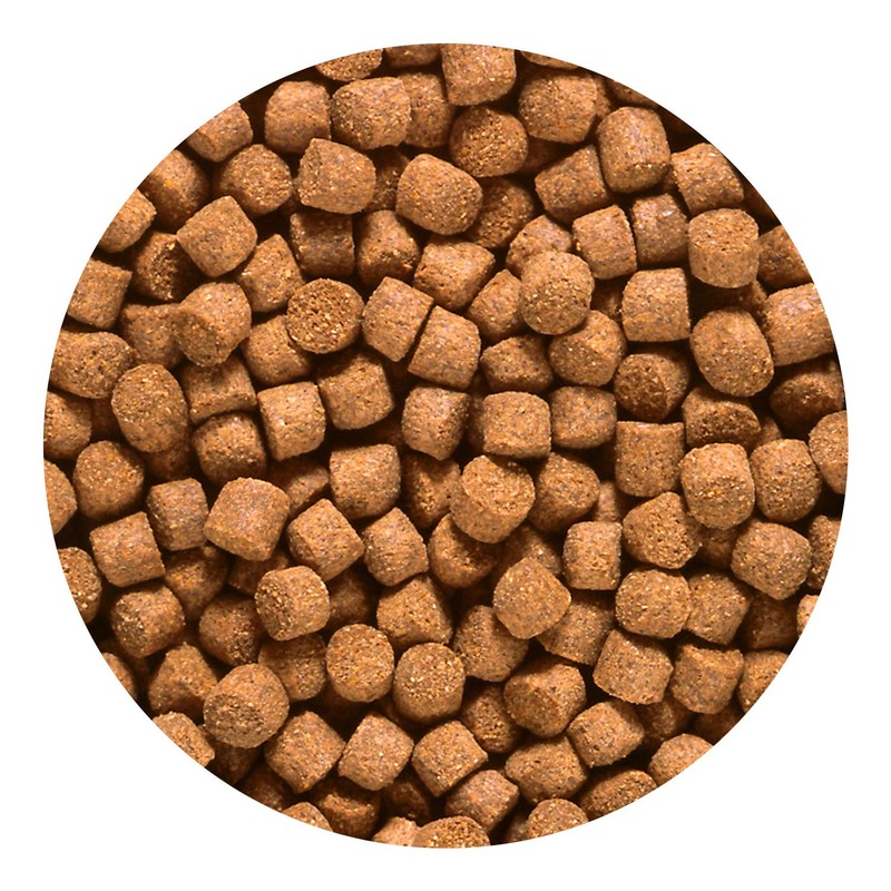 Hikari 2.2-Pound Sinking Cichlid Gold Pellets for Pets, Medium