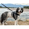 ShawnCo Essential Dog Harness, No-Pull Pet Vest with 3 Leash