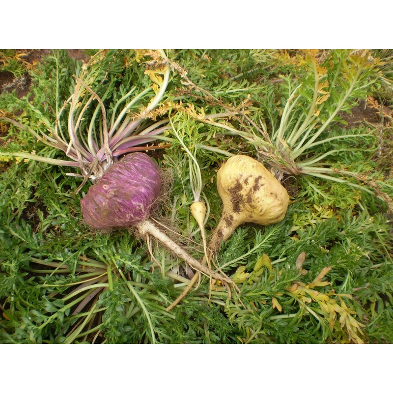 Fureai Seikukan Yamano Maca-junsui in a Bag, Grain Type, 100%