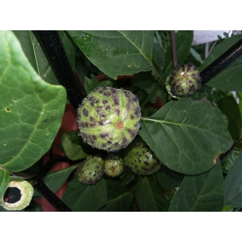 Seeds Bee Blooming Custom Devil Trumpet Mix -Trumpet Bush Seeds