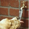 Lixit Pet Dog Waterer Faucet Outdoor Water Fountain Thirst Quencher