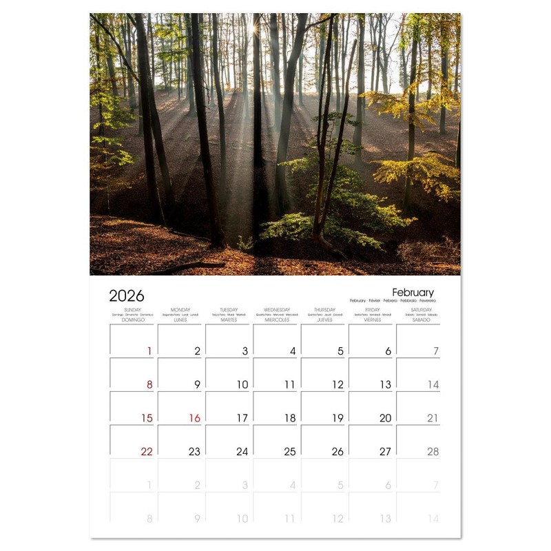 Wonderful World - Forests (Monthly Wall Calendar 2026 16.5" x
