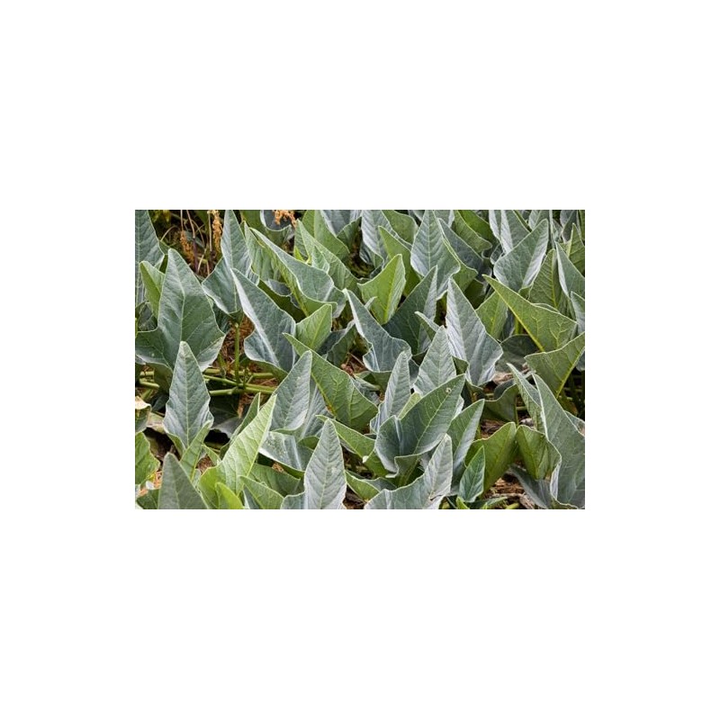 Buffalo Gourd Cucurbita foetidissima Seeds for Planting Packet