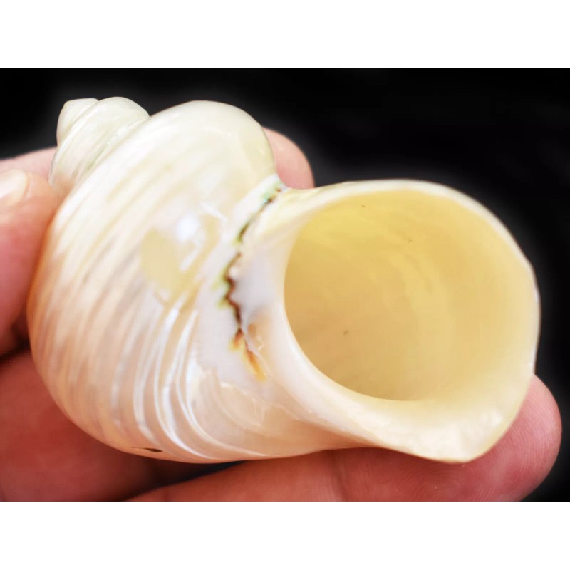One Polished Silver Turbo Shell (2" / 1" opening) Medium