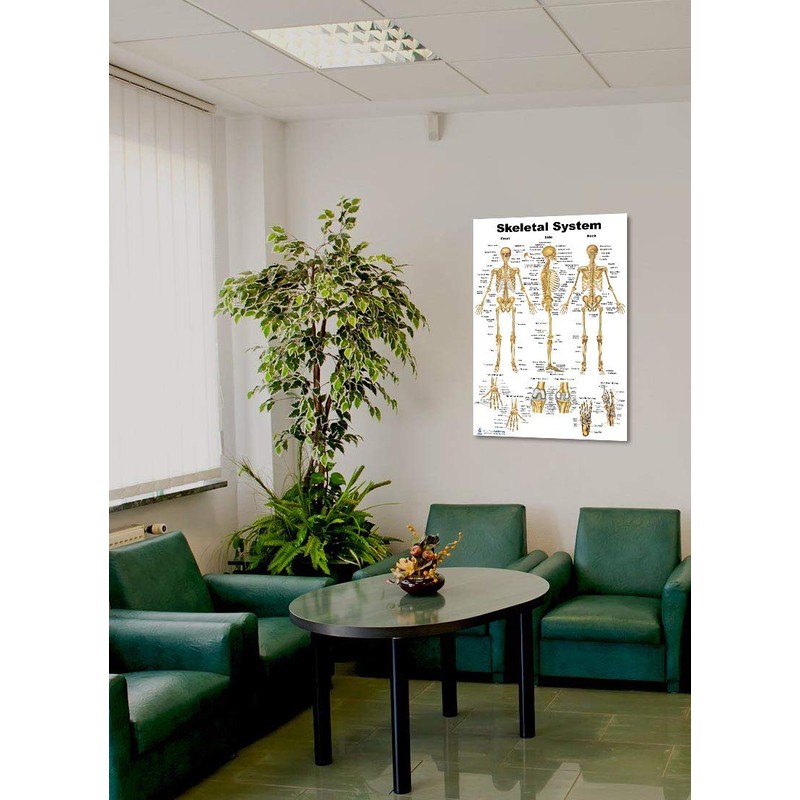 Blue Tree Publishing Skeleton Poster 24x36inch, Anatomical Chart