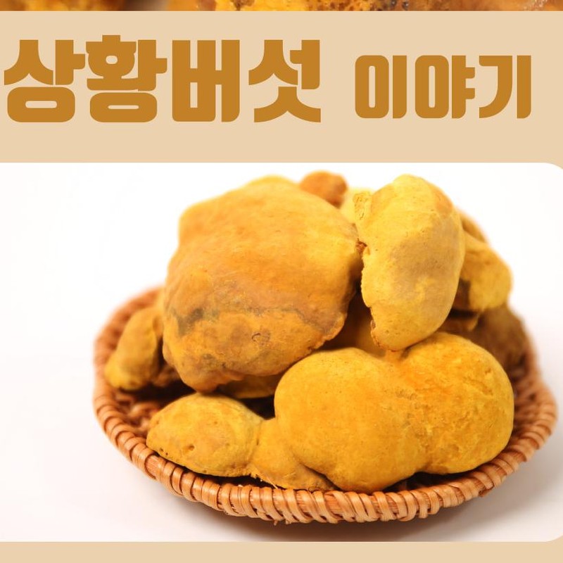 Mom's son Domestic Sanghwang mushroom powder 250g, 3 pieces /