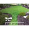 Southern Seeds Clover, Micro (Mini) - 10,000 Seeds - Lawn