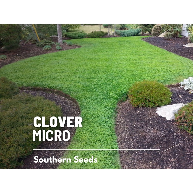 Southern Seeds Clover, Micro (Mini) - 10,000 Seeds - Lawn