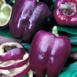 Southeast Seeds Purple Beauty Bell Pepper Seeds, Sweet, NON-GMO, Heirloom, Variety Sizes - 50 Seeds