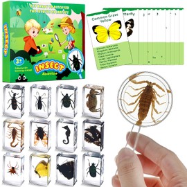 Briwooody 12 Pcs Insect in Resin Specimen with 1 Magnifier 12 Information Cards Bugs Collection Paperweights Specimen Bug Preserved in Resin for Scientific Education Gift for Christmas(Mix)