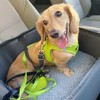 Voyager Step-in Air All Weather Mesh Harness and Reflective Dog