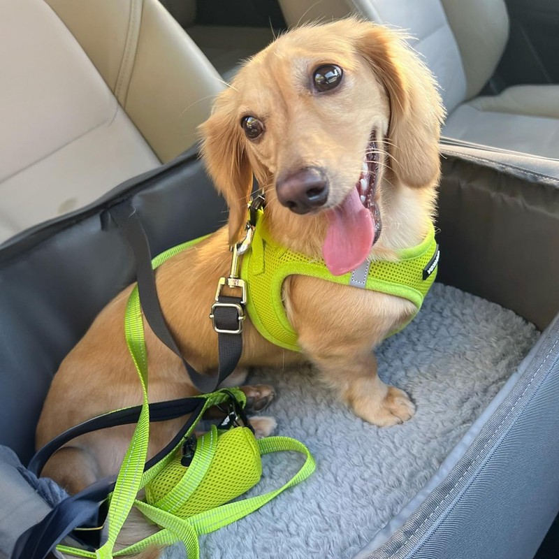 Voyager Step-in Air All Weather Mesh Harness and Reflective Dog