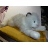 Russ Berrie WHITE CAT PLUSH SABRINA 18" FROM HEAD TO