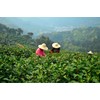 Luxtea Chinese Top10 Famous Tea - Xihu Long Jing/West Lake