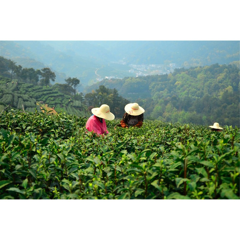 Luxtea Chinese Top10 Famous Tea - Xihu Long Jing/West Lake
