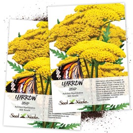 Seed Needs, Gold Yarrow (Achillea filipendulina) Twin Pack of 500 Seeds Each