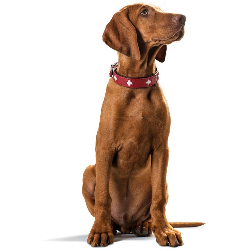 HUNTER SWISS Hundehalsband, Leder, hochwertig, schweizer Kreuz, 37 (XS-S), rot/schwarz