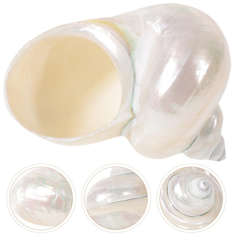 Toddmomy Hermit Crab Shells - 9cm Iridescent Turbo Seashells Pearl