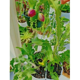 Cactus One of Epiphyllum Guatemalense Monstrose CURLY LOCKS Orchid Cactus Cutting