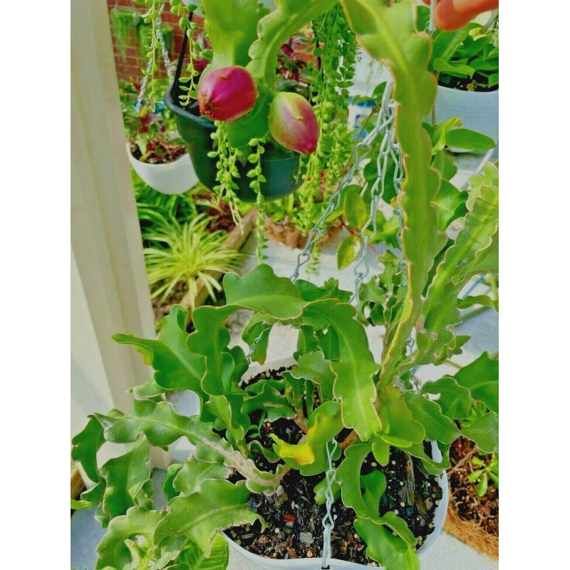 Cactus One of Epiphyllum Guatemalense Monstrose CURLY LOCKS Orchid Cactus