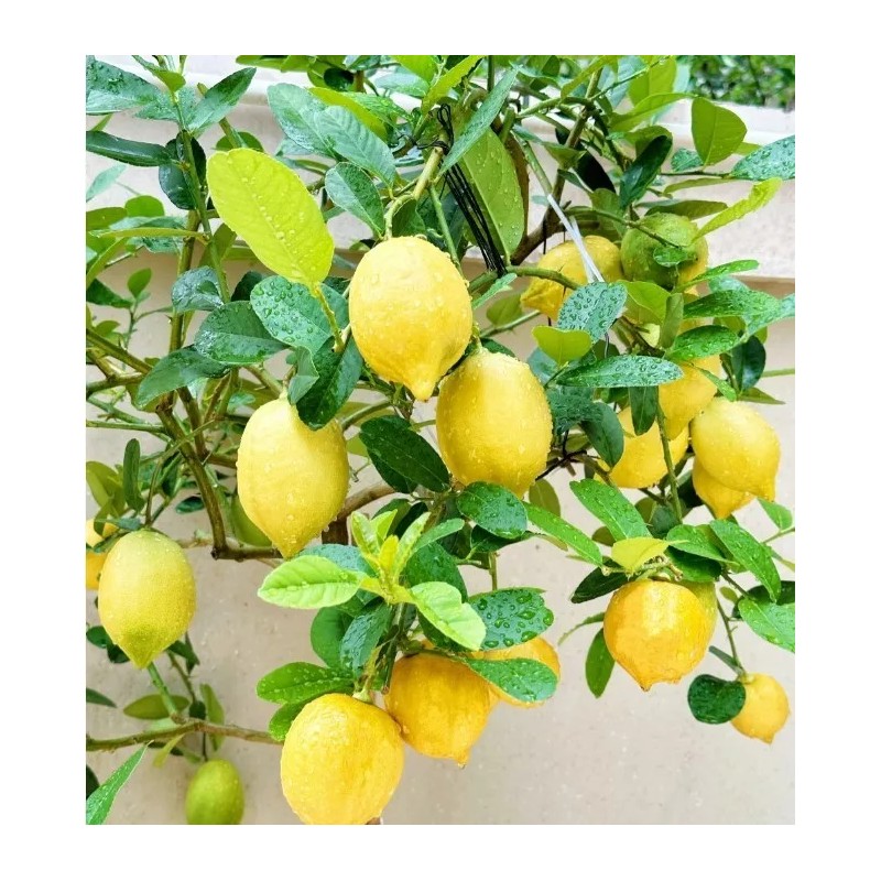 Nygardenia 30pcs Perfume Lemon Seeds - Grow Your Own Delicious