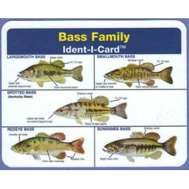 Ident-I-Cards Bass Family Freshwater Fish Identification Card