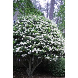 Ligustrum Lucidum Waxleaf | 2 Extra Large 3 Gallon Plants | Lustrous Garden Shrub | Ideal for Privacy & Hedges | Durable Outdoor Greenery
