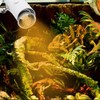 CN Reptile Sun Light UVA UVB Lamp Clip Lights for