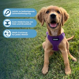 Voyager Step-In Air Dog Harness - All Weather Mesh Dog Harness for Small and Medium Dogs by Best Pet Supplies - Purple (Matching Border), Small (Chest 14.5-17") (207T-PPW-S )