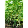 RAISE ME UP: Seeds Self-Pollinated Cucumber Market 38 Days for