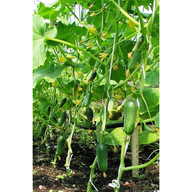RAISE ME UP: Seeds Self-Pollinated Cucumber Market 38 Days for