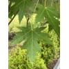Tree Silver Maple Tree 4“-8" Sapling Seedling (5 Pack) Live