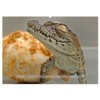 Krokodile & Alligatoren (Wandkalender 2026 DIN A2 quer), CALVENDO Monatskalender: