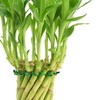Arcadia Garden Products LV38 Tornado Lucky Bamboo, Live Indoor Plant