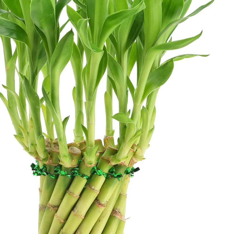 Arcadia Garden Products LV38 Tornado Lucky Bamboo, Live Indoor Plant