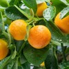 Green tangerine pad, vitamin C pad, whitening, blemishes, dirt, youth