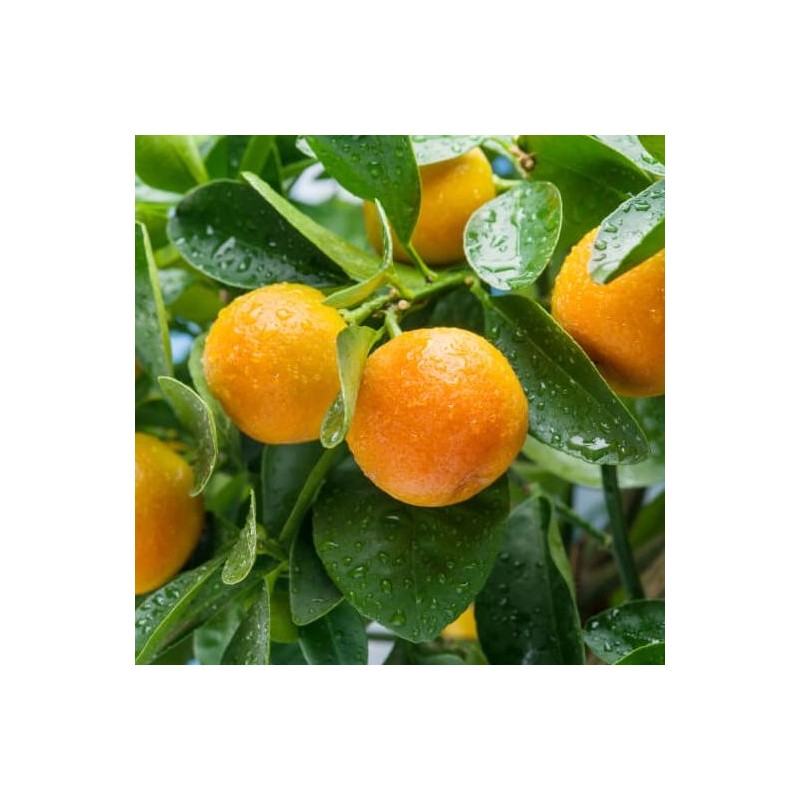 Green tangerine pad, vitamin C pad, whitening, blemishes, dirt, youth